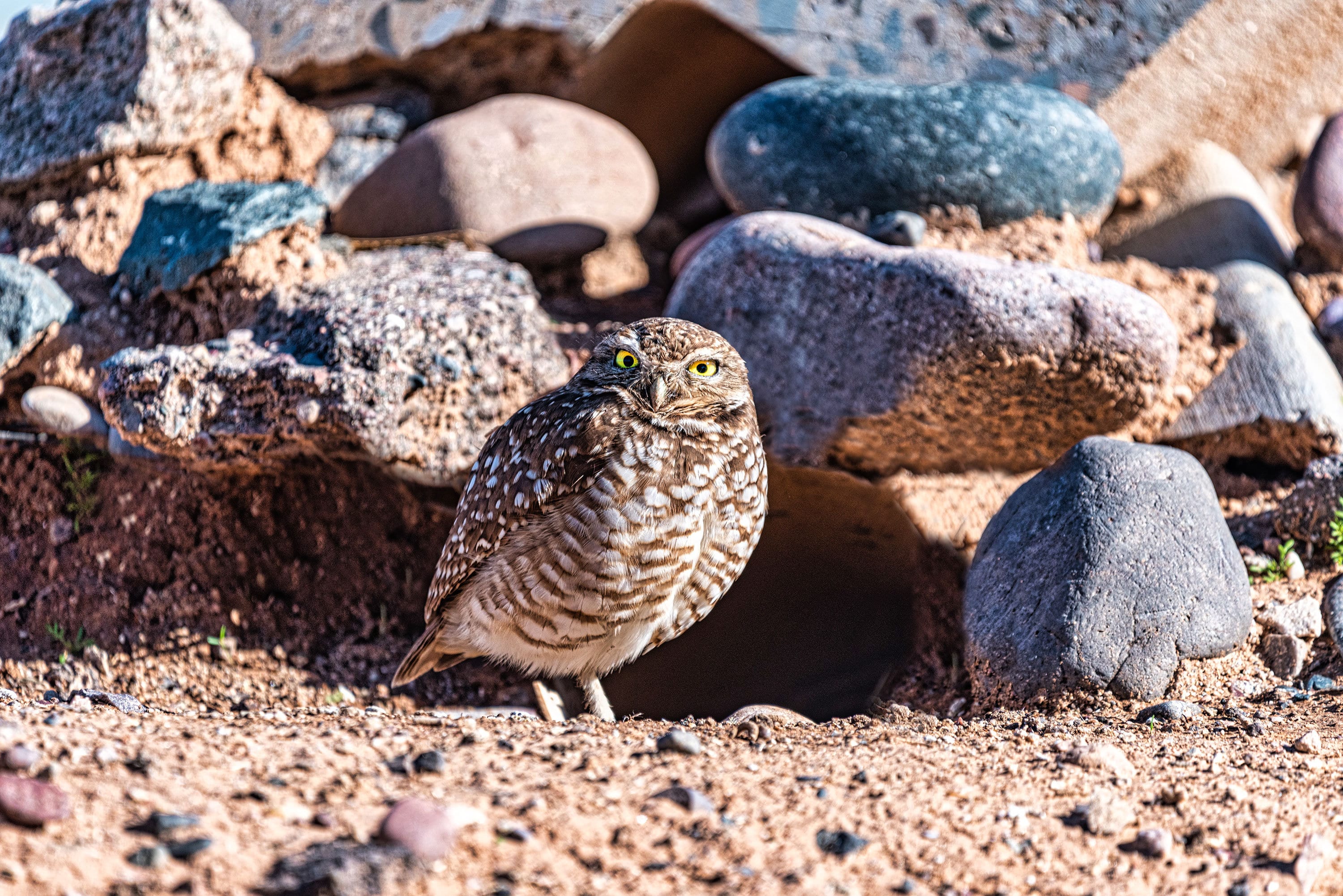 Owl Art Prints | Owl Artwork | Owl Print Download | Owl Print | Owl Photo | Owl Decor | Digital Prin