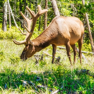 Elk Wall Art | Nature Photography | Wildlife Prints | Nature Wall Art | Animal Wall Art | Wildlife Photography | Printable Wall Art