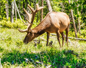 May include: A large brown elk with large antlers stands in a grassy field. The elk is looking down and appears to be grazing on the grass. The elk is surrounded by trees and bushes.
