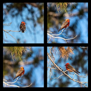Bird Photography | Arizona Wall Art | Wildlife Photography | Vermillion Flycatcher | Nature Photography | Printable Wall Art | Digital Print