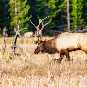 Wall Art | Bull Elk Print | Printable Wall Art | Instant Download | Yellowstone | Digital Prints | Nature Prints | Nature Photography, Decor