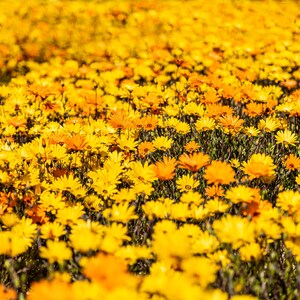 Floral Wall Art | Flower Print | Flower Wall Art | Flower Wall Decor | Daisy Wall Art | Printable Wall Art | Daisy Flower Print | Flowers