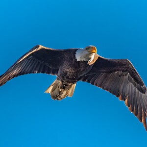 Bird Photography | Bald Eagle | Wildlife Photography | Bird Wall Art | Eagle Wall Art | Flying Bird Wall Art | Printable Wall Art | Download