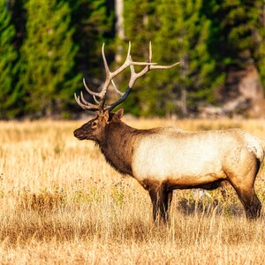 Wall Art | Bull Elk Print | Printable Wall Art | Instant Download | Yellowstone | Digital Prints | Nature Prints | Nature Photography, Decor