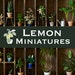 Avatar belonging to LemonMiniatures