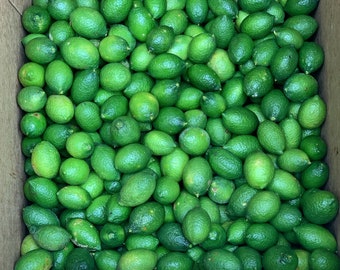 Caviar Limes "Green Orb" .75 - 1 lb Fresh Fruit / Free Shipping