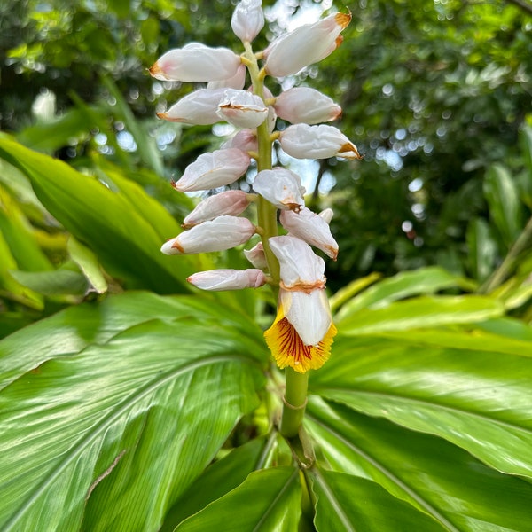 False Cardamom Alpinia Nutans / Live Plant / US Seller/ Free Shipping