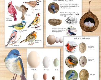 May include: Illustrated chart featuring various bird species and their eggs. The chart includes images of birds like the Northern Cardinal, Blue Tit, Goldfinch, American Robin, and Kildeer. It also shows different types of eggs, including ostrich, goose, duck, hen, guinea fowl, and quail eggs. The chart includes text about amazing bird egg facts, such as the pressure needed to break a swan egg and the number of eggs a wood duck can lay.
