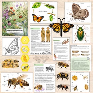 May include: Educational poster titled "The World of Insects" featuring illustrations of butterflies, bees, and other insects. Includes diagrams of insect anatomy, life cycles, and various species. The poster has a watercolor style with vibrant colors.