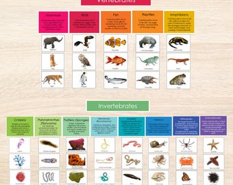 Animal Kingdom Vertebrates and Invertebrates (english unit)
