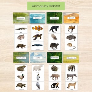 May include: An educational chart titled "Animals by Habitat" displaying illustrations of animals including alligators, clownfish, and polar bears, categorised by their habitats: wetlands, ocean, forest, and desert. Metric measurements are used.