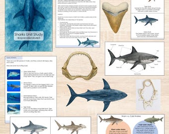 May include: An educational poster about sharks with illustrations of different shark species, including the great white shark, hammerhead shark, and tiger shark. The poster also includes information about shark teeth, types of sharks, and warm vs. cold water sharks.