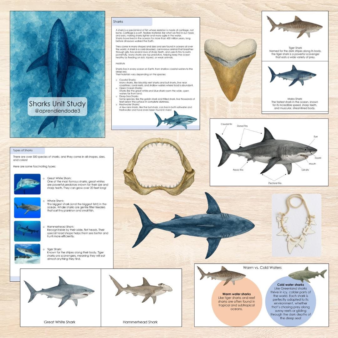 Sharks Unit Study - Etsy