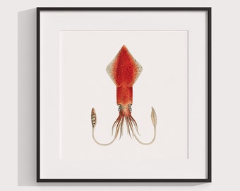 Red Squid Wall Art, Creatures of the Ocean, Cephalopod 8x10 Decor, Coastal & Beach Wall Art, 8x8 Square Print / 5x7 / A4 Print, Sea life Art