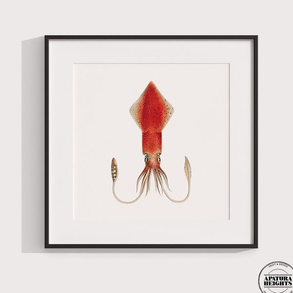 Red Squid Wall Art, Creatures of the Ocean, Cephalopod 8x10 Decor, Coastal & Beach Wall Art, 8x8 Square Print / 5x7 / A4 Print, Sea life Art