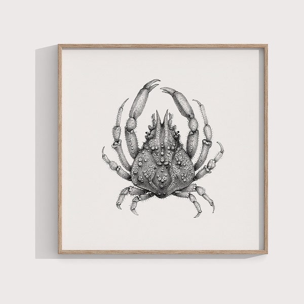 Empreinte Crabe Araignée Vierge Noir Illustration - Affiche d’Art Côtier Nautique, Décor de cuisine en bord de mer, Impression carrée / 8x10 / 5x7