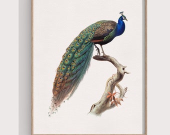 Ilustração vintage de pavão para decoração de parede: elegante decoração com pássaros.