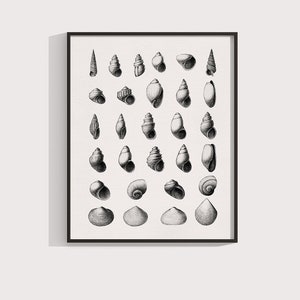 Seashell Collage Print: Vintage Nautical Illustration, Coastal Wall Art