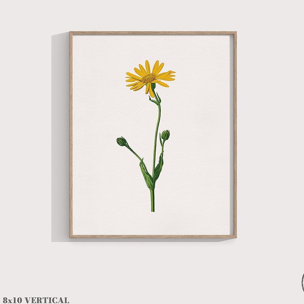 Yellow Petal Flower Print, Mountain Arnica / Wolf's Bane, Flower Wall Art, Plant Poster, 8x10 / 8x8 square / 5x7 / A4 Gardening Floral Decor