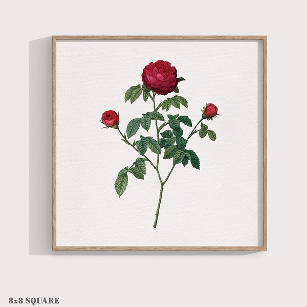 Red Rose Print, Rose Petal Flower Wall Art, Plant Illustration Poster, 8x10 / 8x8 / 5x7 / A4, Gardener Floral Home Decor - Kitchen / Bedroom