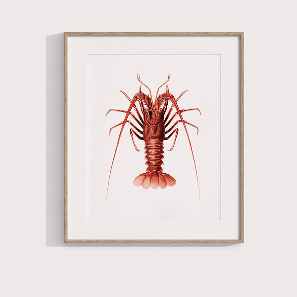 Spiny Lobster Print, Crayfish Crustacean Wall Art - Nautical Marine Poster, Seaside & Beach Kitchen Decor, 5x7, 8x8, 8x10, 6x8 / A4 / A5