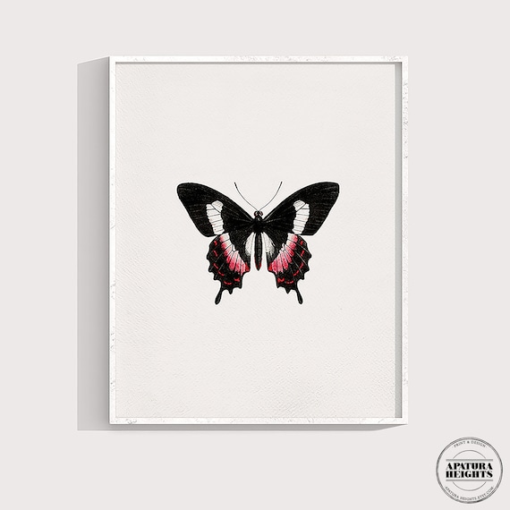 Pink and Black Butterfly Print: Vintage Fluminense Swallowtail Art