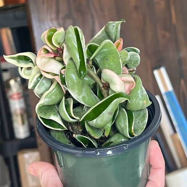 Hindu Rope Variegated Etsy