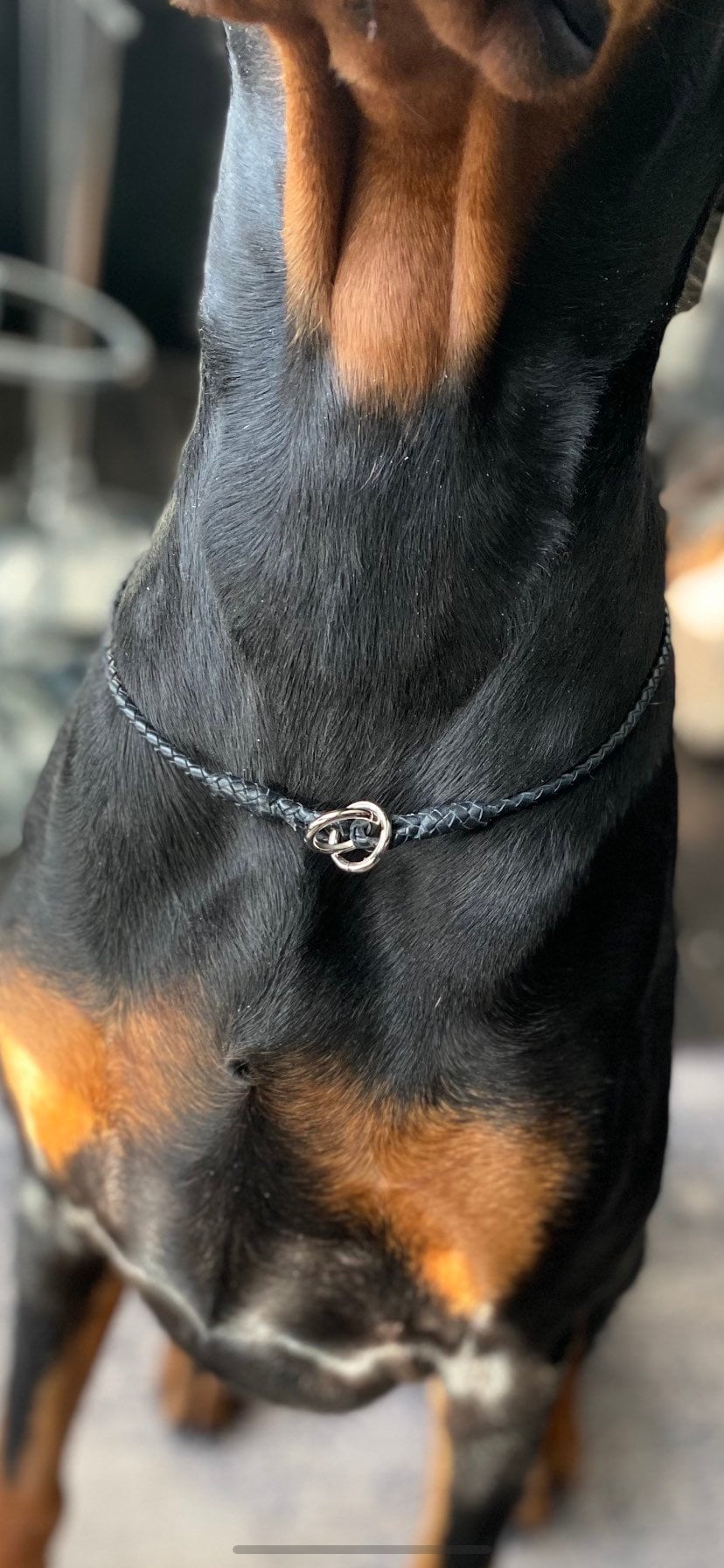 Braided Kangaroo Leather Lace Dog Show Slip Collar Etsy