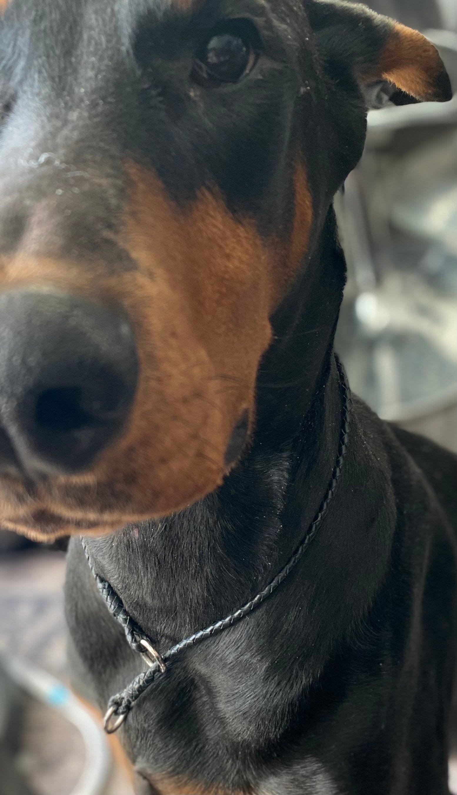 Braided Kangaroo Leather Lace Dog Show Slip Collar Etsy