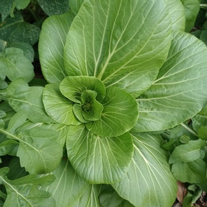 Puede incluir: Primer plano de una planta de bok choy de color verde vibrante. Las hojas son grandes, de forma ovalada y tienen venas prominentes. La planta está rodeada de otras plantas de hojas verdes, creando una exuberante escena de jardín.