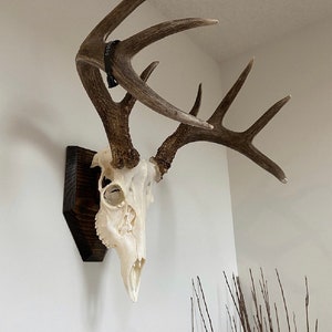 Custom Handmade European Deer Skull Mount Plaque –Personalize Size & Stain, Trophy Display, Heavy Duty Hardware Include, Perfect for Hunters