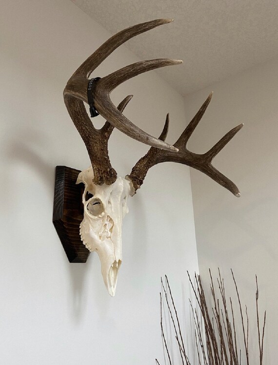 Custom Handmade Deer Skull Plaque: Trophy Mount Display - Etsy