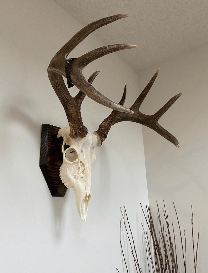 European Skull Mount Etsy