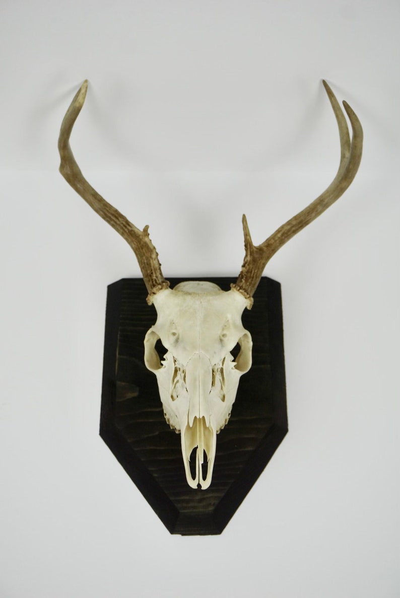 European Skull Mount Etsy