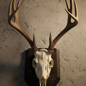 Placa de cráneo de ciervo hecha a mano y personalizada: Exhibición de trofeos