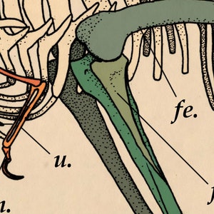 Kiwi Skeletal Illustration Diagram Digital Download, Ink Drawing by Domenic Magazzeni. Biological, Educational Style Artwork image 4