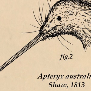 Kiwi Skeletal Illustration Diagram Digital Download, Ink Drawing by Domenic Magazzeni. Biological, Educational Style Artwork image 3