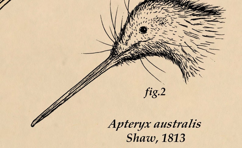 Kiwi Skeletal Illustration Diagram Digital Download, Ink Drawing by Domenic Magazzeni. Biological, Educational Style Artwork image 3