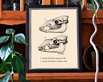 Camel Skull Comparison Diagram.  Ink drawing by Domenic Magazzeni (Digital Download)