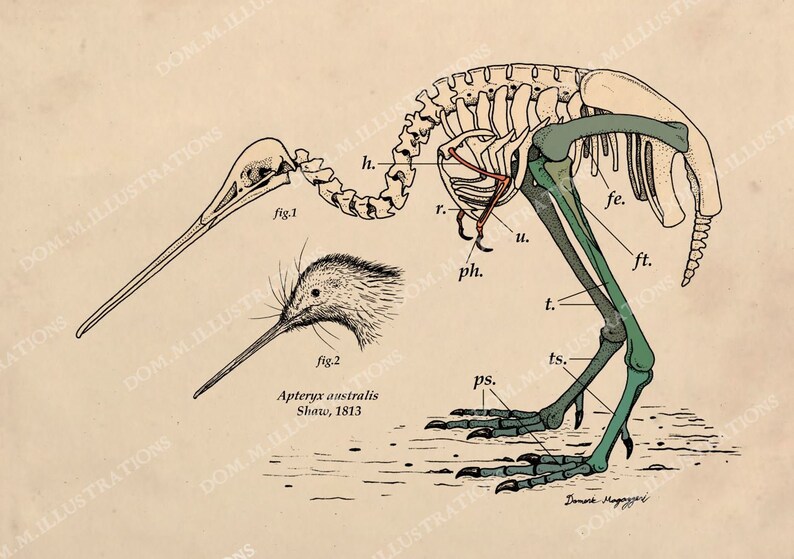 Kiwi Skeletal Illustration Diagram Digital Download, Ink Drawing by Domenic Magazzeni. Biological, Educational Style Artwork image 2