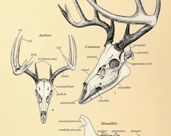 Buck Skull Diagram, Hand-Drawn Ink Illustration by Domenic Magazzeni.  Classic Educational Style Skull Diagram.