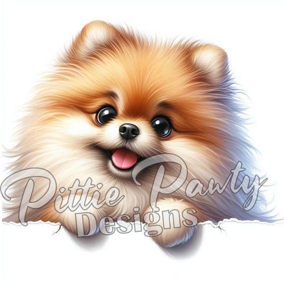 ポメラニアンPNGデジタルダウンロード - 覗き見するポメラニアン犬