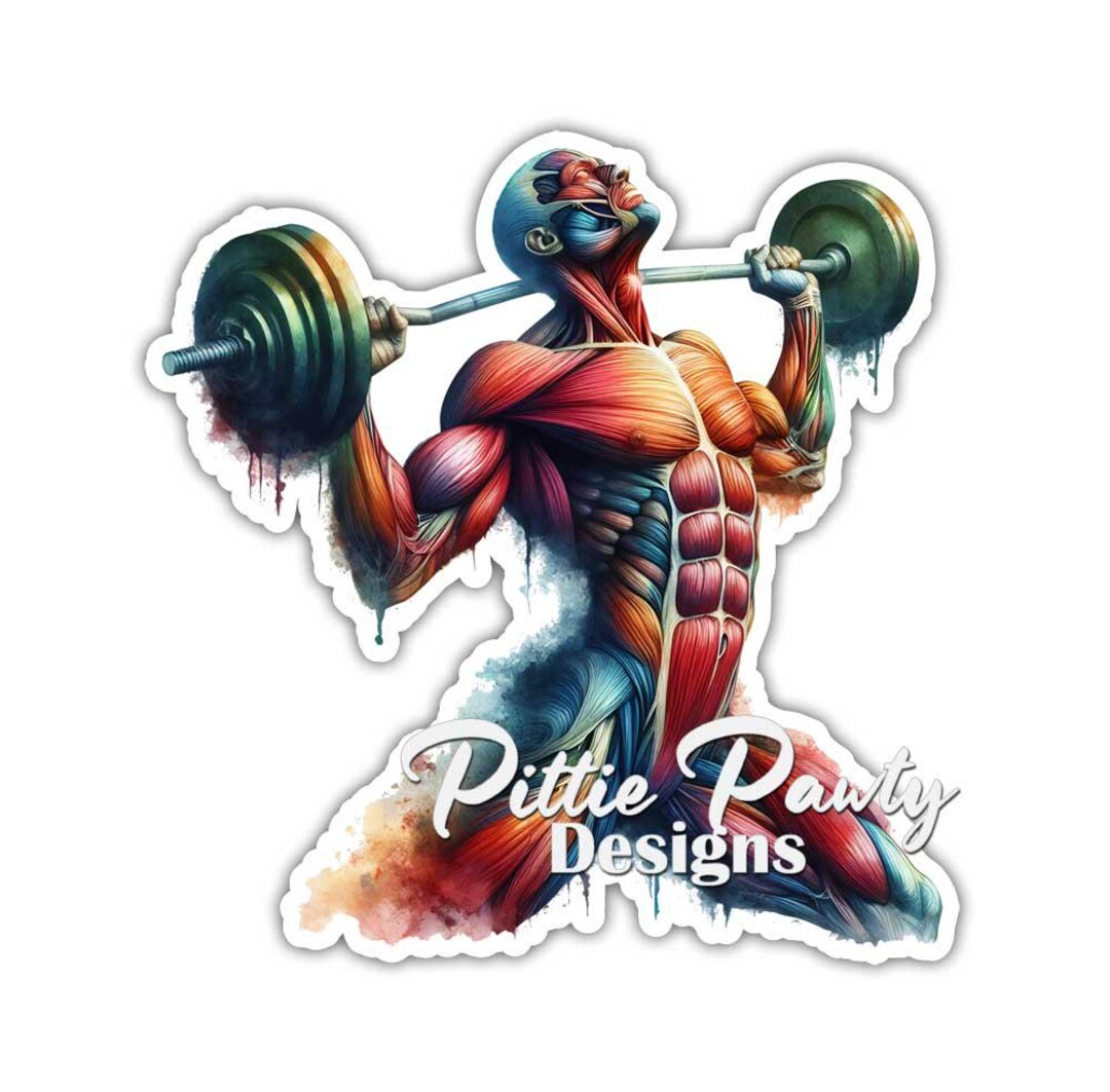 Weightlifter Sticker - Human Anatomy Weightlifter Decal Sticker - Vinyl ...