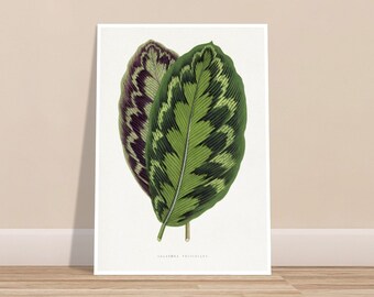 Retro Art Print  - Vintage leaf illustration botanical drawing