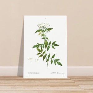 Retro Art Print  - Vintage jasmine flower illustration natural botanical sketch drawing