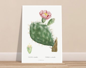 Retro Art Print  - Vintage cactus illustration - Natural botanical drawing