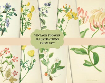 May include: A collection of six vintage flower illustrations from 1857. The illustrations feature various flowers in shades of blue, yellow, pink, and white, with green leaves and stems.