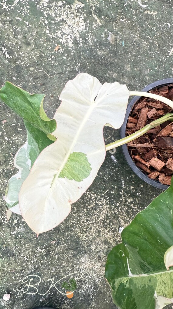 珍しい斑入りフィロデンドロン・パライソ・ヴェルデ・アルボ：熱帯観葉