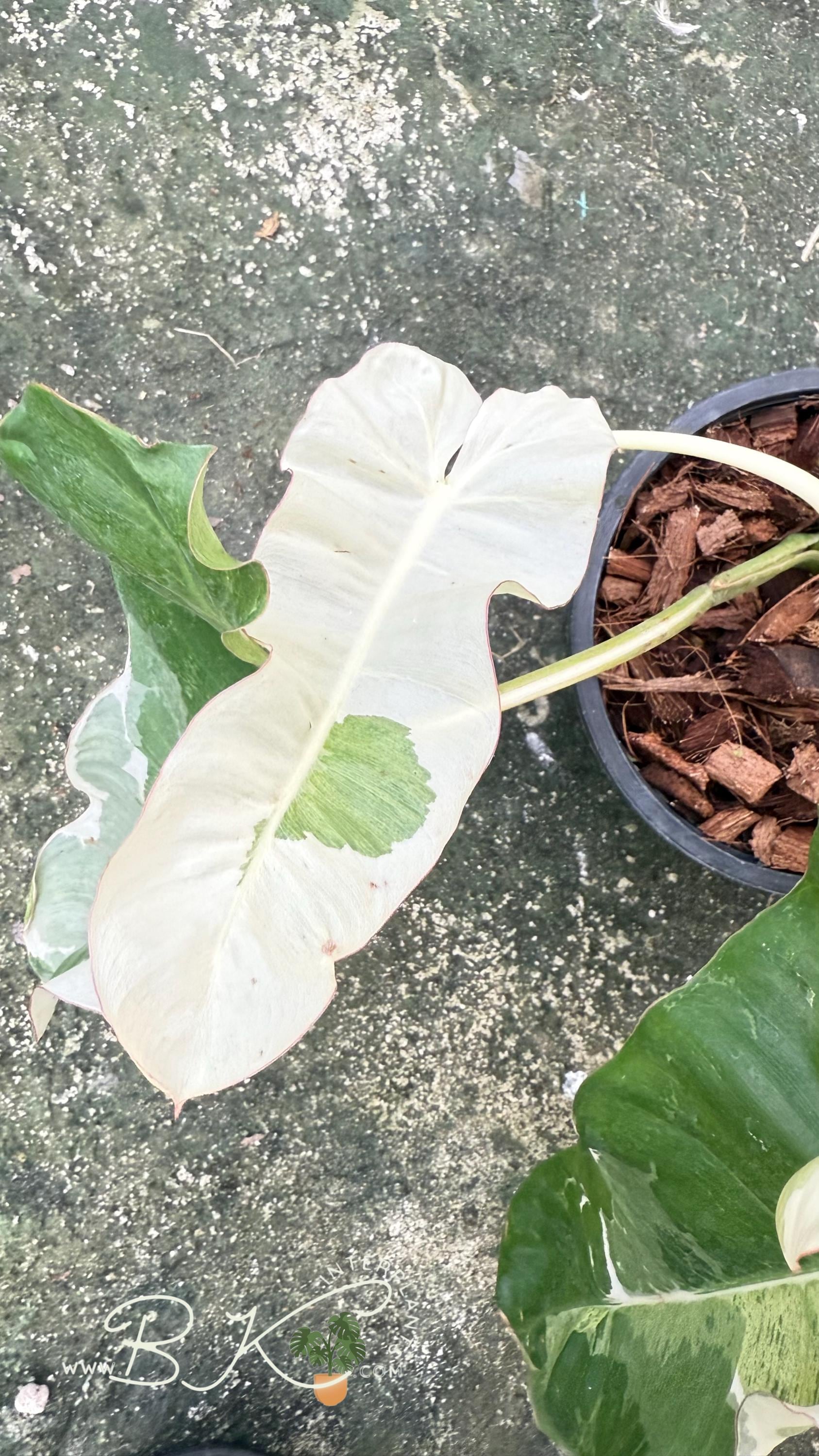 18 フィロデンドロン　パライソベルデ　白斑入り　アルボ　激レア 珍しい斑入りフィロデンドロン・パライソ・ヴェルデ・アルボ：熱帯観葉