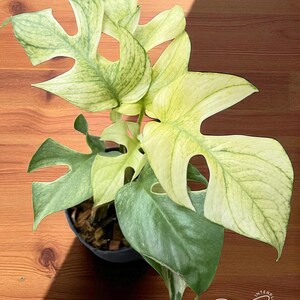 Rhaphidophora Tetrasperma Ginny White Monster Variegated – Rare Tropical Aroid Plant | Indoor Houseplant | Mini Monstera | Free phyto
